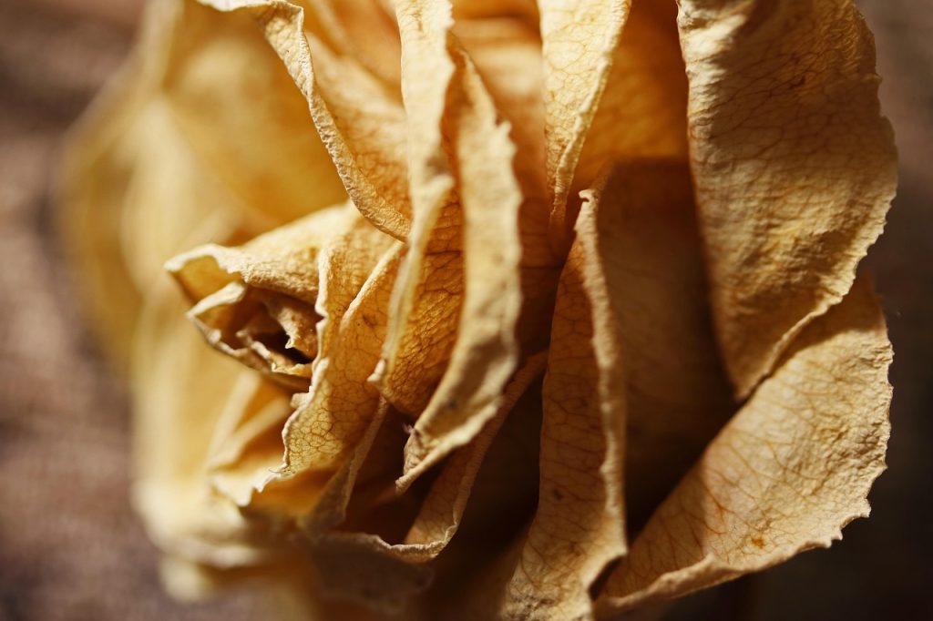 dead rose, dry flower, faded, brittle, nostalgic, discoloration, preserved